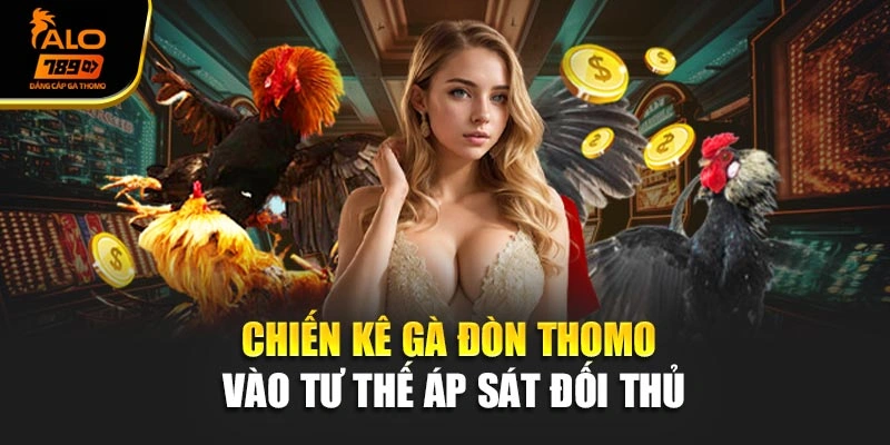 Chiến kê gà đòn Thomo vào tư thế áp sát đối thủ