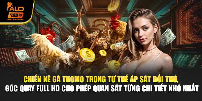 Chiến kê gà Thomo trong tư thế áp sát đối thủ, góc quay Full HD cho phép quan sát từng chi tiết nhỏ nhất