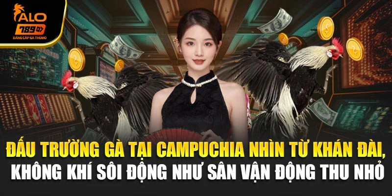Đấu trường gà tại Campuchia nhìn từ khán đài, không khí sôi động như sân vận động thu nhỏ