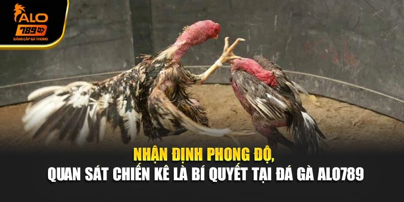 Nhận định phong độ, quan sát chiến kê là bí quyết tại đá gà Alo789