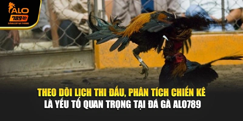Theo dõi lịch thi đấu, phân tích chiến kê là yếu tố quan trọng tại đá gà Alo789