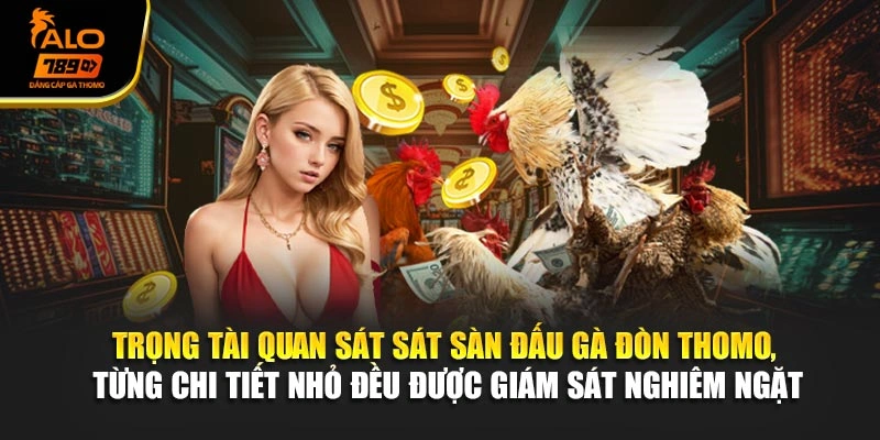 Trọng tài quan sát sát sàn đấu gà đòn Thomo, từng chi tiết nhỏ đều được giám sát nghiêm ngặt