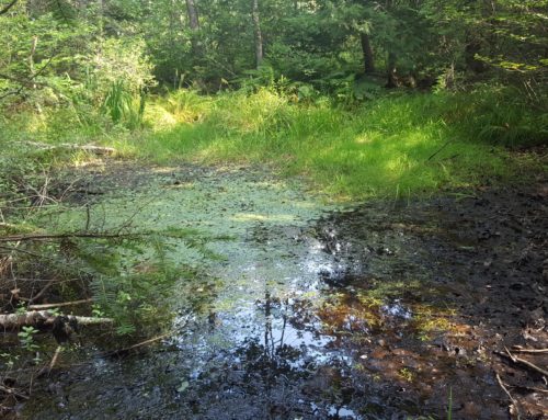 Recent Wetland Delineation Project