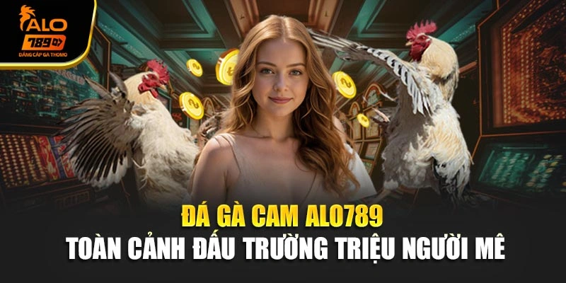 Đá Gà Cam Alo789 – Toàn Cảnh Đấu Trường Triệu Người Mê